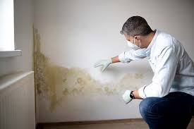 Best Commercial Mold Inspection  in Salineville, OH